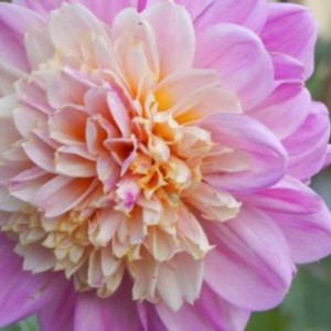 Клубень георгина Ламбада (Lambada)