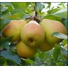 Груша Добрянка (Сентябрина)