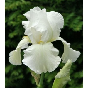 Саженец ириса Бьянка (Bianca)
