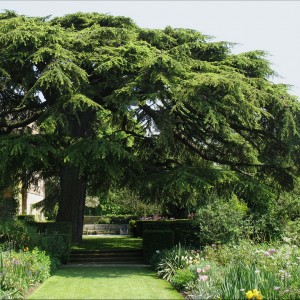 Саженец кедра Ливанского  100-150 см