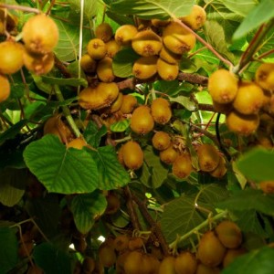 Саженец киви Генрих