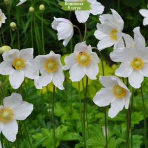 Луковицы анемоны Садовой -  комплект 5 шт.