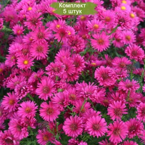 Саженцы астры Роял Руби (Royal Ruby) -  комплект 5 шт.