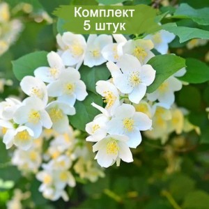 Саженцы чубушника Бейли Карзел (Bialy Karzel) -  комплект 5 шт.