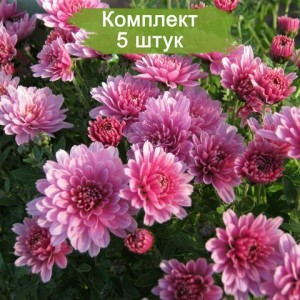Саженцы сиреневой хризантемы мультифлоры Branrouse -  комплект 5 шт.