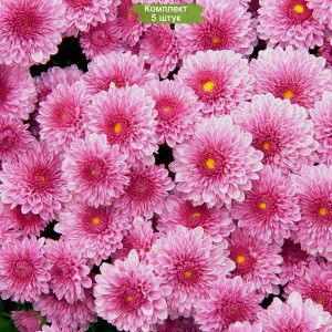 Саженцы хризантемы мультифлоры Домино Пинк (Нежно-розовая ) -  комплект 5 шт.
