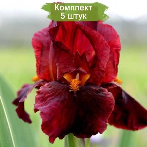 Саженцы ириса Ред Зингер (Red Zinger) -  комплект 5 шт.
