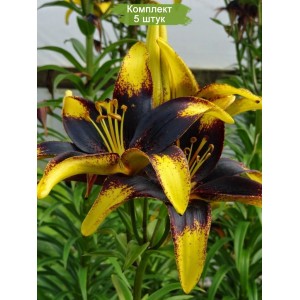 Луковицы лилии азиатской Лайон харт (Lion Heart) -  комплект 5 шт.