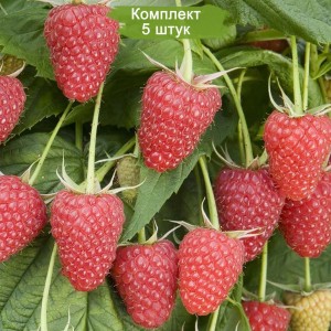 Саженцы малины Каскад ДэЛайт (Cascade Delight) (Красная) -  комплект 5 шт.
