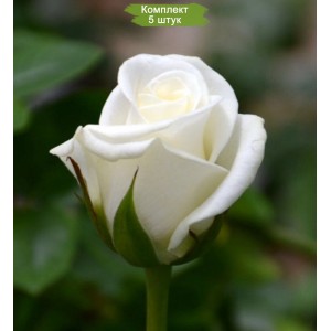 Саженцы чайно-гибридной розы Акито (Akito) -  комплект 5 шт.