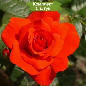 Саженцы розы флорибунды Чин-Чин (Chin Chin) -  комплект 5 шт.