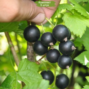 Саженцы черной смородины Дачница -  комплект 5 шт.