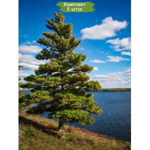 Саженцы сосны Обыкновенной 60-100 см -  комплект 5 шт.