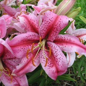 Луковица лилии восточной Тайгер Эдишн (Tiger Edition)