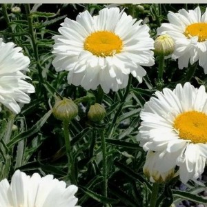 Саженец ромашки (нивяник) Паладин