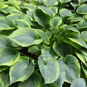 Саженец хосты Алватин Тейлор ( Alvatine Taylor)