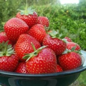 Саженец ремонтантной клубники Мурано (Ранняя)