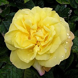 Саженец парковой розы Лихткёнигин Лючия (Lichtkonigin Lucia)