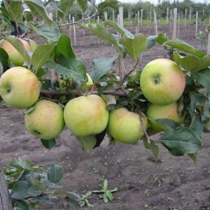 Саженец яблони Северный синап