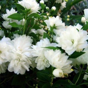 Саженец жасмина Снежная красавица