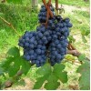 Виноград Барбера