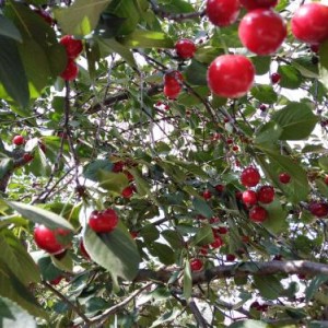 Вишня Троицкая