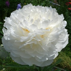 Саженец пиона Elzas Lorein (Эльзас Лорайн )