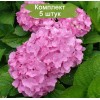 Саженцы гортензии крупнолистной Пинк Вондер (Pink Wonder) -  комплект 5 шт.